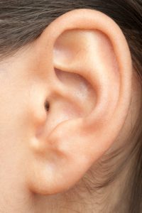 Ear Veins
